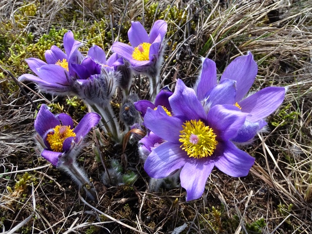 poniklec veľkokvetý Pulsatilla grandis Wender.