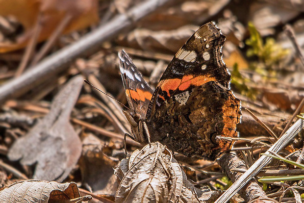 babôčka admirálska Vanessa atalanta