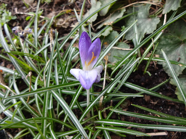 šafran Crocus sp.