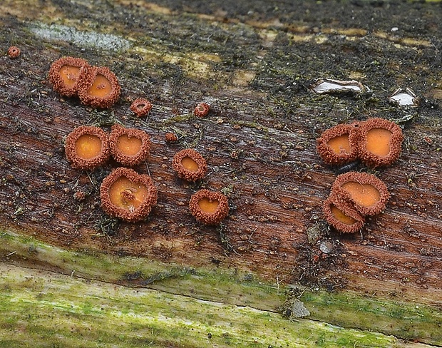 perócia Perrotia flammea (Alb. & Schwein.) Boud.