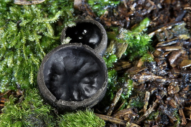 misôčka Pseudoplectania sp.