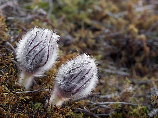 poniklec slovenský Pulsatilla slavica Reuss