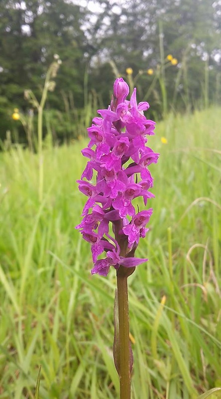 vstavačovec májový pravý Dactylorhiza majalis subsp. majalis (Reincherb.) Hunt & Summerh.