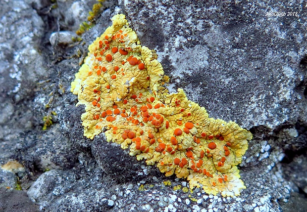 blýskavka žltá Gyalolechia fulgens (Sw.) Søchting, Frödén & Arup