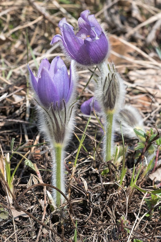 poniklec veľkokvetý Pulsatilla grandis Wender.