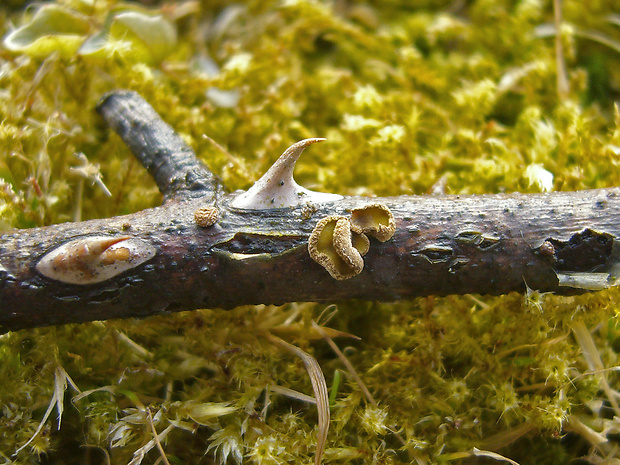 zamatovka Velutarina sp.