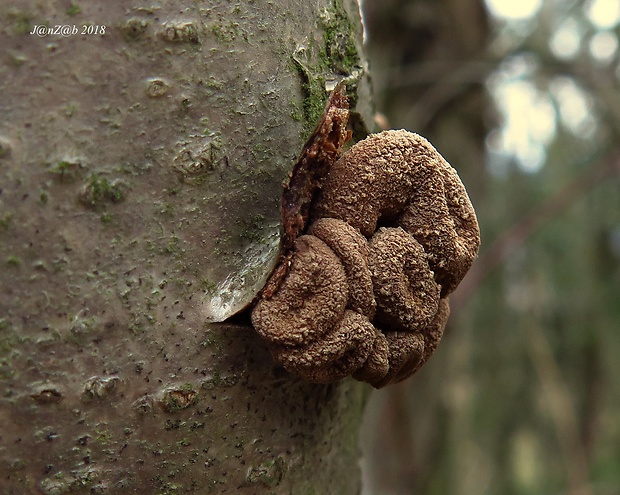 dutinovka otrubnatá Encoelia furfuracea (Roth) P. Karst.