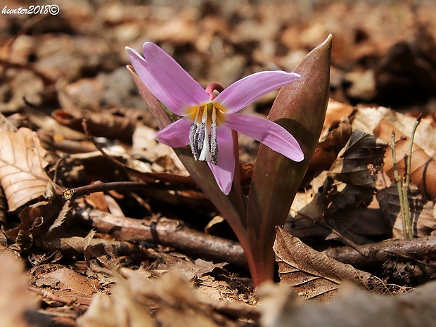 kandik psí Erythronium dens-canis L.