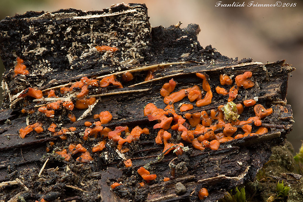 slizovka Myxomycetes