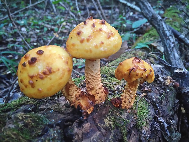 šupinovka slizká Pholiota adiposa (Batsch) P. Kumm.