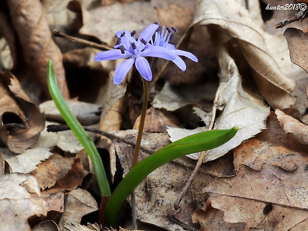 scila severná bukovská Scilla drunensis subsp. buekkensis (Speta) Kereszty