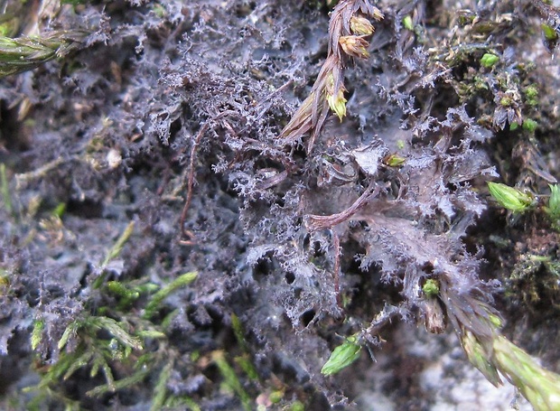 napúchavec lalôčkatý Scytinium lichenoides (L.) Otálora, P.M. Jørg. & Wedin