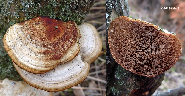 trúdnikovec červenkastý Trametes confragosa (Bolton) Jørst.