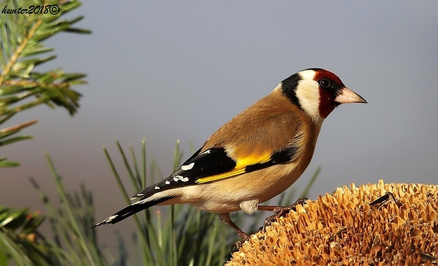 stehlík pestrý Carduelis carduelis