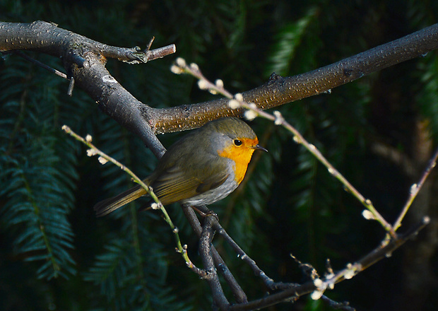 slávik červienka Erithacus rubecula