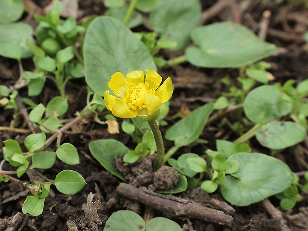 blyskáč záružľolistý Ficaria calthifolia Rchb.