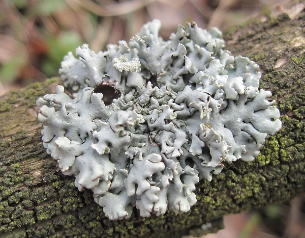 diskovka bublinatá Hypogymnia physodes (L.) Nyl.