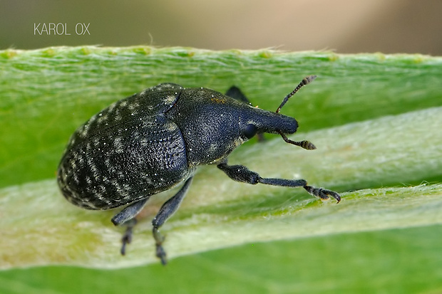 nosáčik Larinus turbinatus