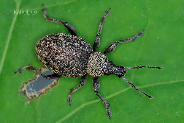 nosánik ligurčekový Otiorhynchus ligustici