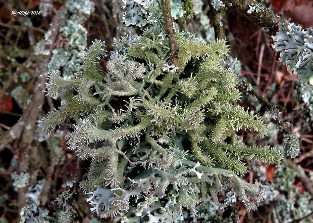 pakonárnik otrubový Pseudevernia furfuracea var. furfuracea (L.) Zopf