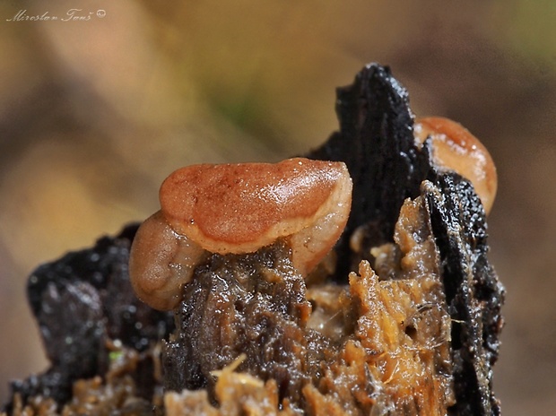 hrubatka Babingtonova Adelphella babingtonii (Berk. & Broome) Pfister, Matočec & I. Kušan