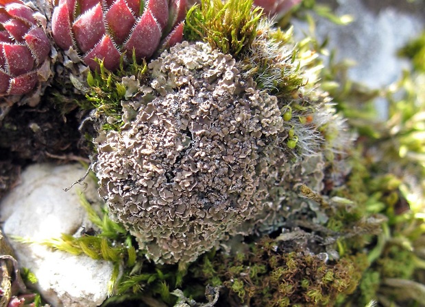 dutohlávka pritlačená  Cladonia pocillum (Ach.) O.J. Rich.