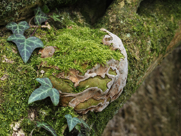 ohňovec slivkový Phellinus pomaceus (Pers.) Maire