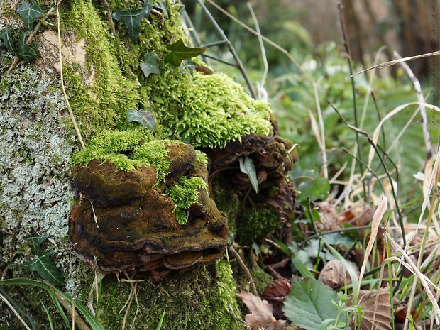 ohňovec slivkový Phellinus pomaceus (Pers.) Maire