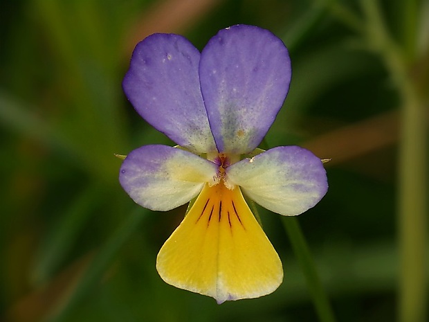 fialka Viola sp.