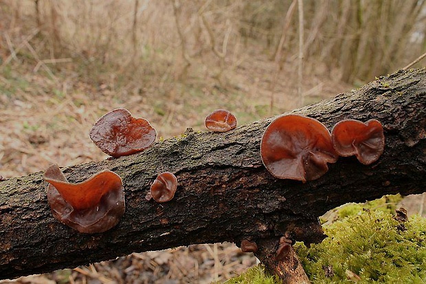 uchovec bazový Auricularia auricula-judae (Bull.) Quél.