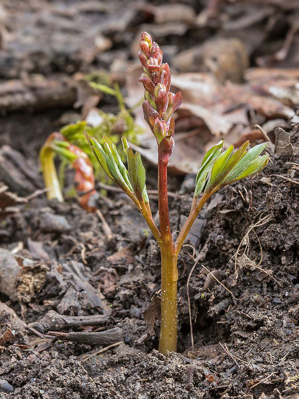 chochlačka dutá Corydalis cava (L.) Schweigg. et Körte