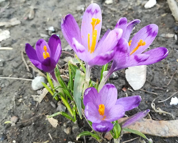 šafran Crocus sp.