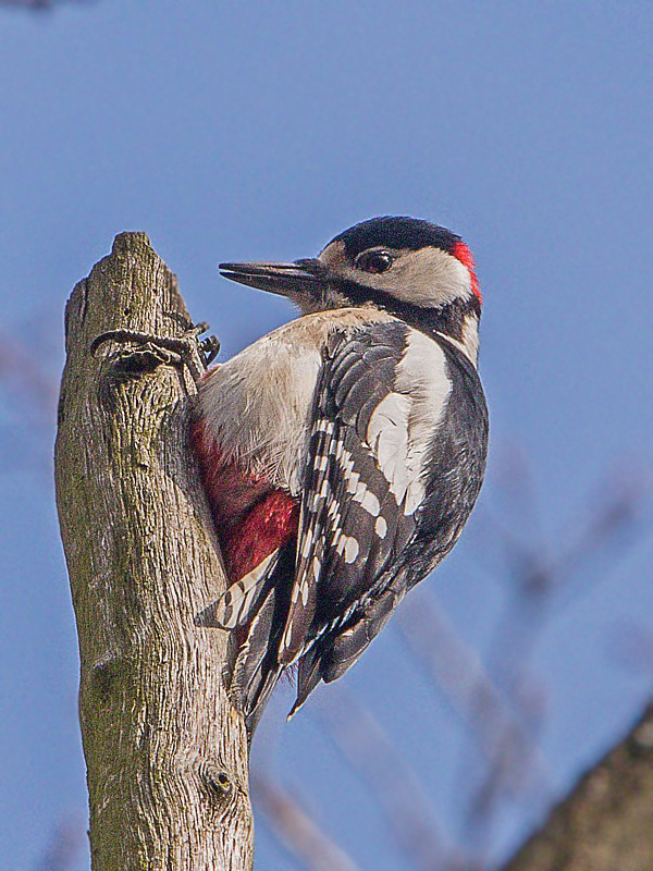 ďateľ veľký  Dendrocopos major