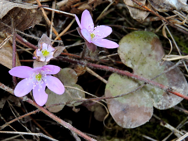 pečeňovník trojlaločný Hepatica nobilis Schreb.