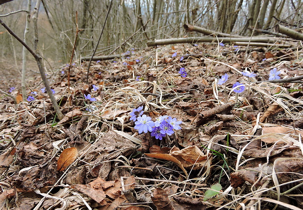 pečeňovník trojlaločný Hepatica nobilis Schreb.