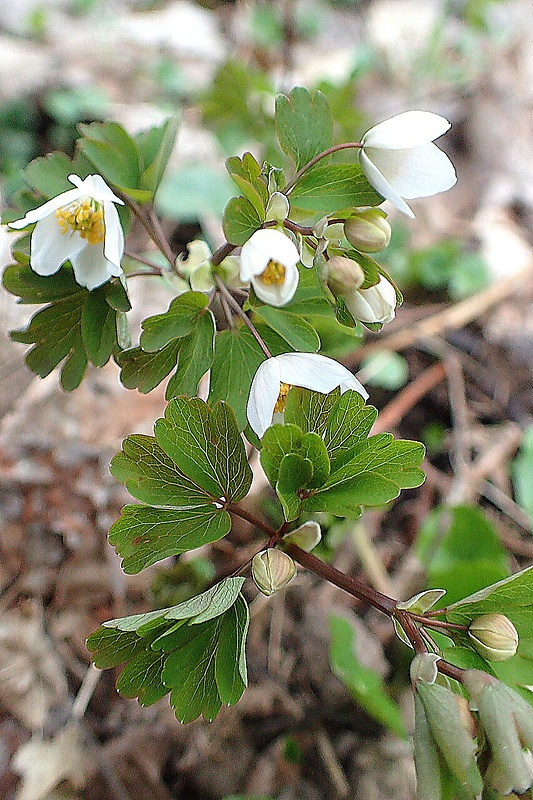 veterník žltuškovitý Isopyrum thalictroides L.