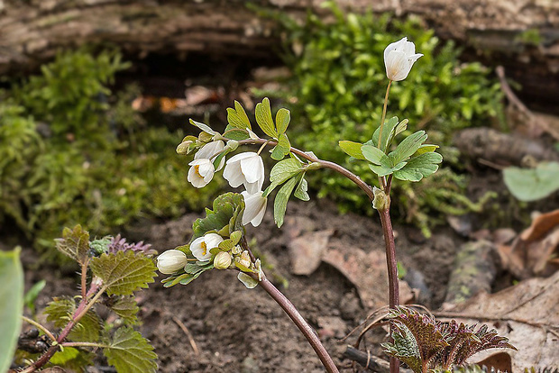 veterník žltuškovitý Isopyrum thalictroides L.