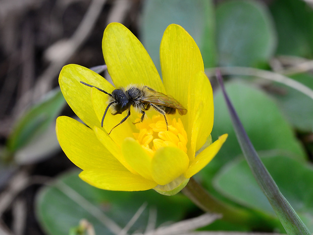 včielka Lasioglossum albocinctum