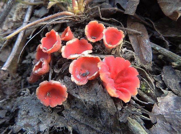 ohnivček zimný Microstoma protractum (Fr.) Kanouse