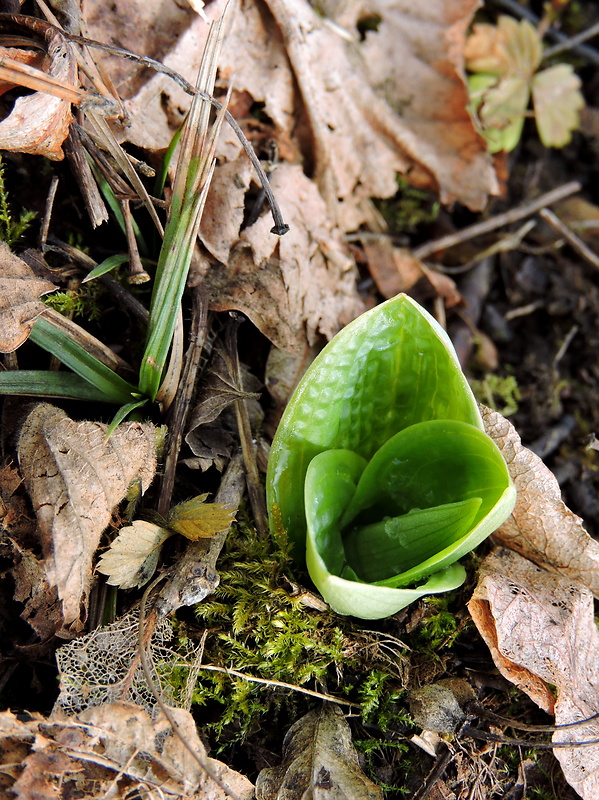 vstavač bledý Orchis pallens L.