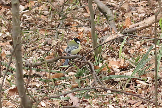 sýkorka bielolíca Parus major