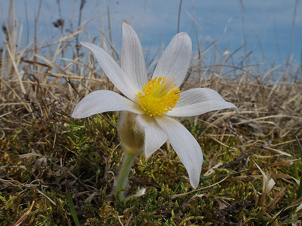 poniklec veľkokvetý Pulsatilla grandis Wender.