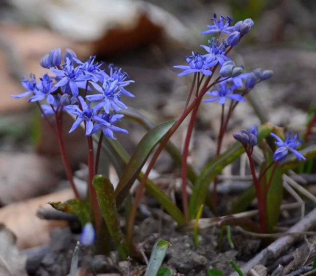 scila viedenská Scilla vindobonensis Speta