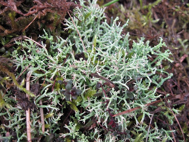 dutohlávka rozkonárená Cladonia rangiformis Hoffm.