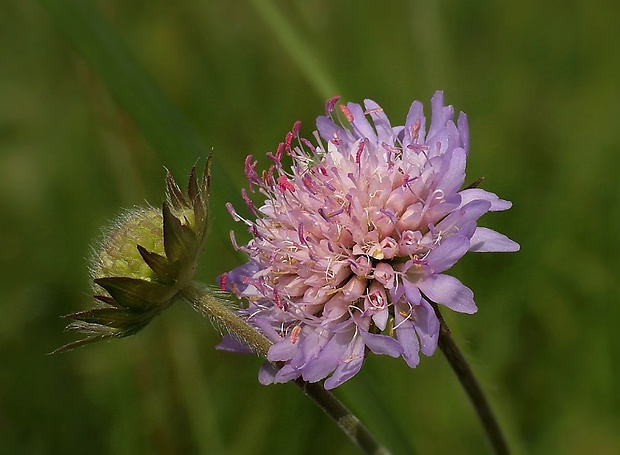 chrastavec roľný Knautia arvensis (L.) Coult.