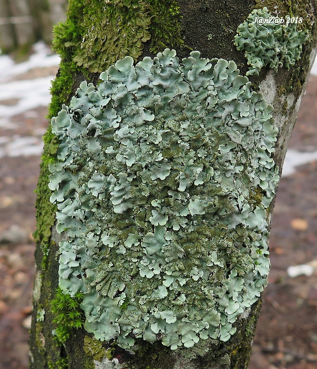 diskovka lipová Parmelina tiliacea (Hoffm.) Hale