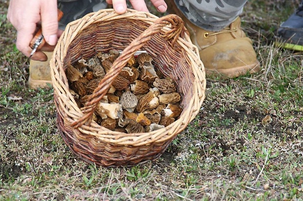 smrčkovec český Verpa bohemica (Krombh.) J. Schröt.