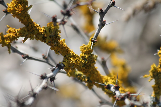 diskovník múrový Xanthoria parietina var. parietina (L.) Th. Fr.