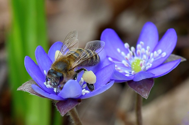 včela medonosná  Apis mellifera