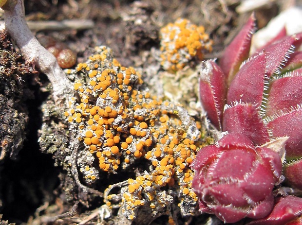 krásnica Athallia saxifragarum (Poelt) Arup, Frödén & Søchting